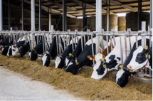 ��(d��ng)����w�|(zh��)Ѻ